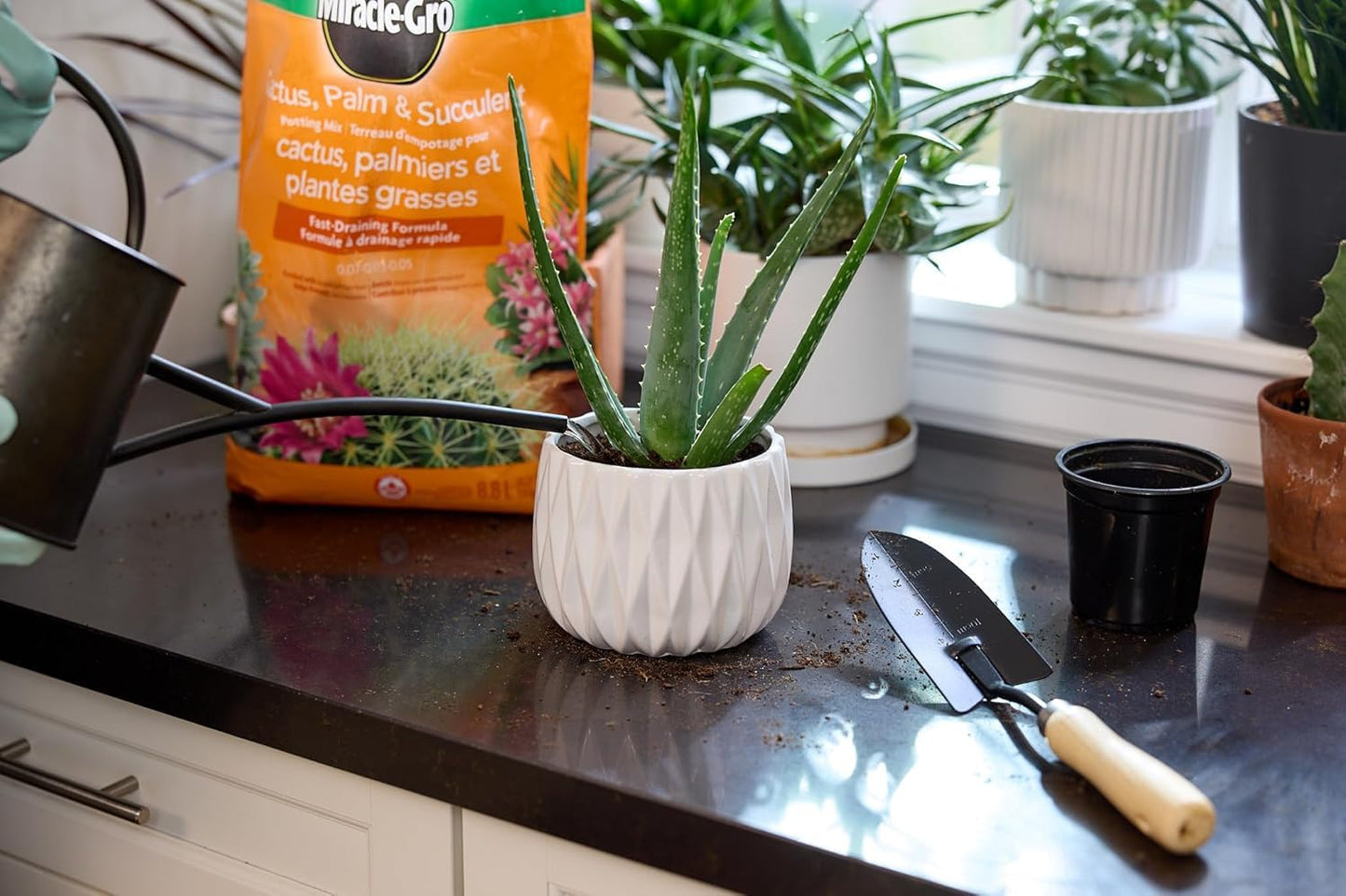 Miracle-Gro Cactus Palm & Succulant Mix 8.8L, 2-Pack | Fast-Draining Soil for Cacti, Palms & Succulents | Feeds 6 Months ๐ All In One Marketplace Canada