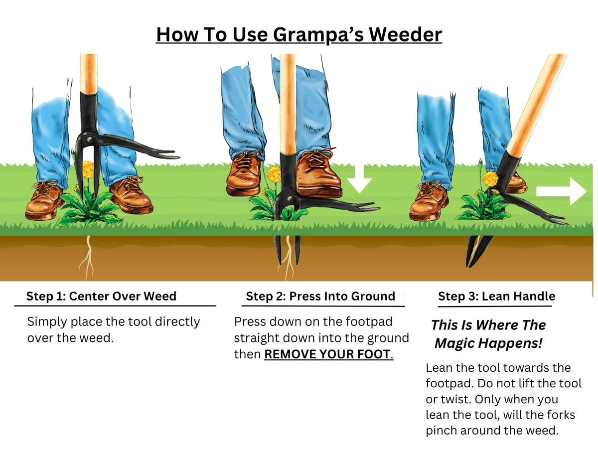 Grampa's Weeder - The Original Stand Up Weed Puller - Made with Real Bamboo & Steel Head Design - Easily Remove Weeds While Saving Your Knees & Back 🍁 All In One Marketplace Canada