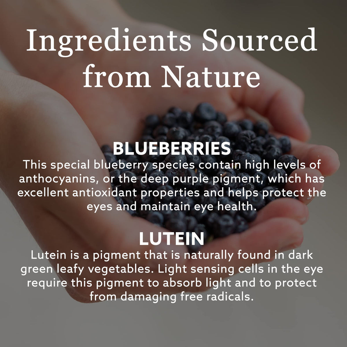 New Nordic Blue Berry Strong 120 Coated Tablets, 60-Day Supply, Vegan Eye Support Supplement with Bilberry & Lutein for Clear Vision & Macular Health ๐ All In One Marketplace Canada
