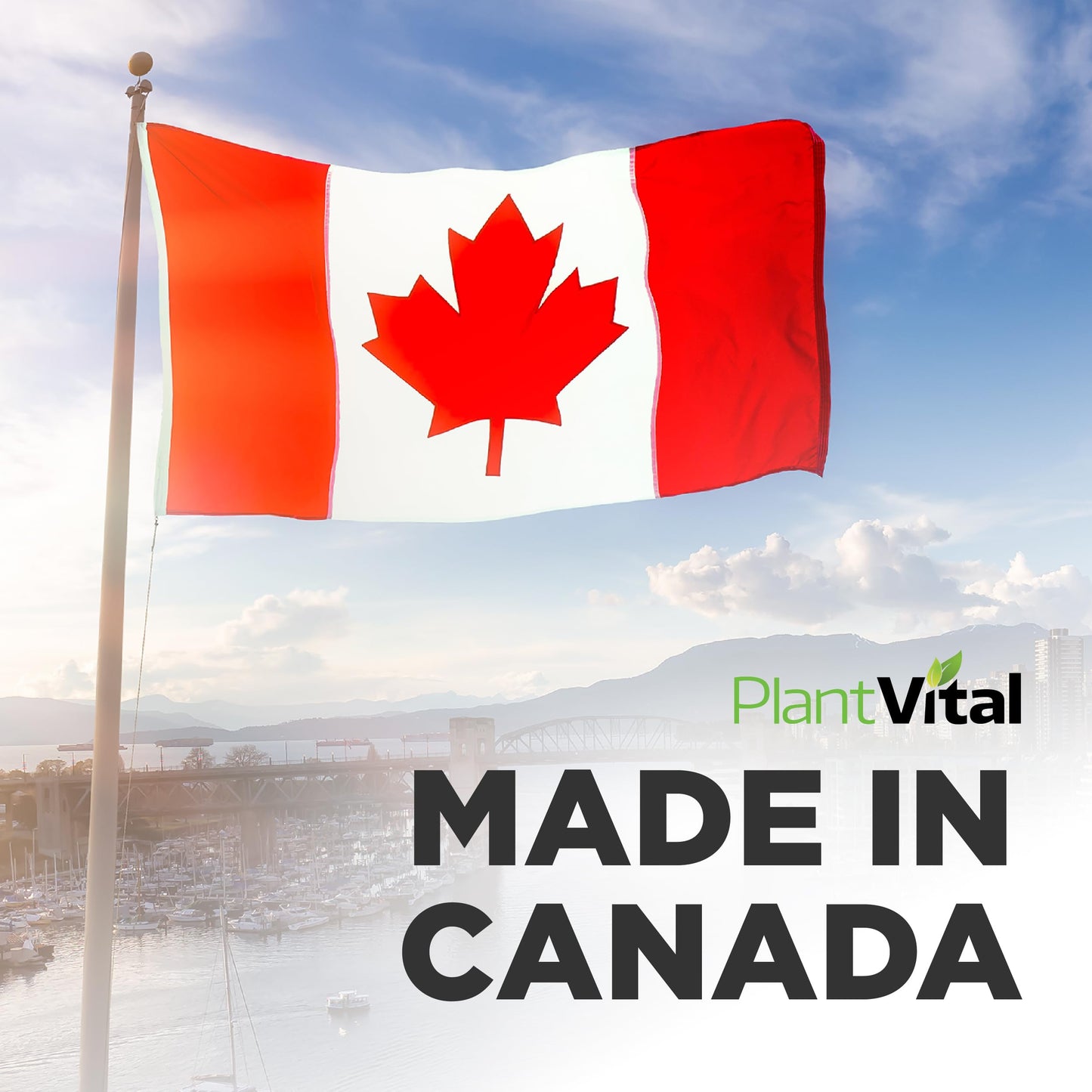 PlantVital Organic Moringa Leaf Capsules - Made in Canada - 1000mg High Potency (500mg per cap) Moringa Pure Capsules for Antioxidant, and Eye Health - Vegan, Non-GMO, Gluten Free (120 Count, 60 Days) đ All In One Marketplace Canada