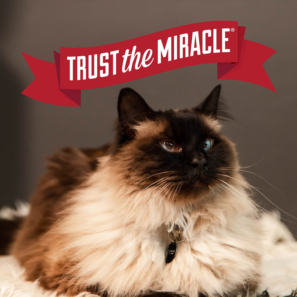 Nature's Miracle Intense Defense Clumping Litter 40 LBS ๐ All In One Marketplace Canada