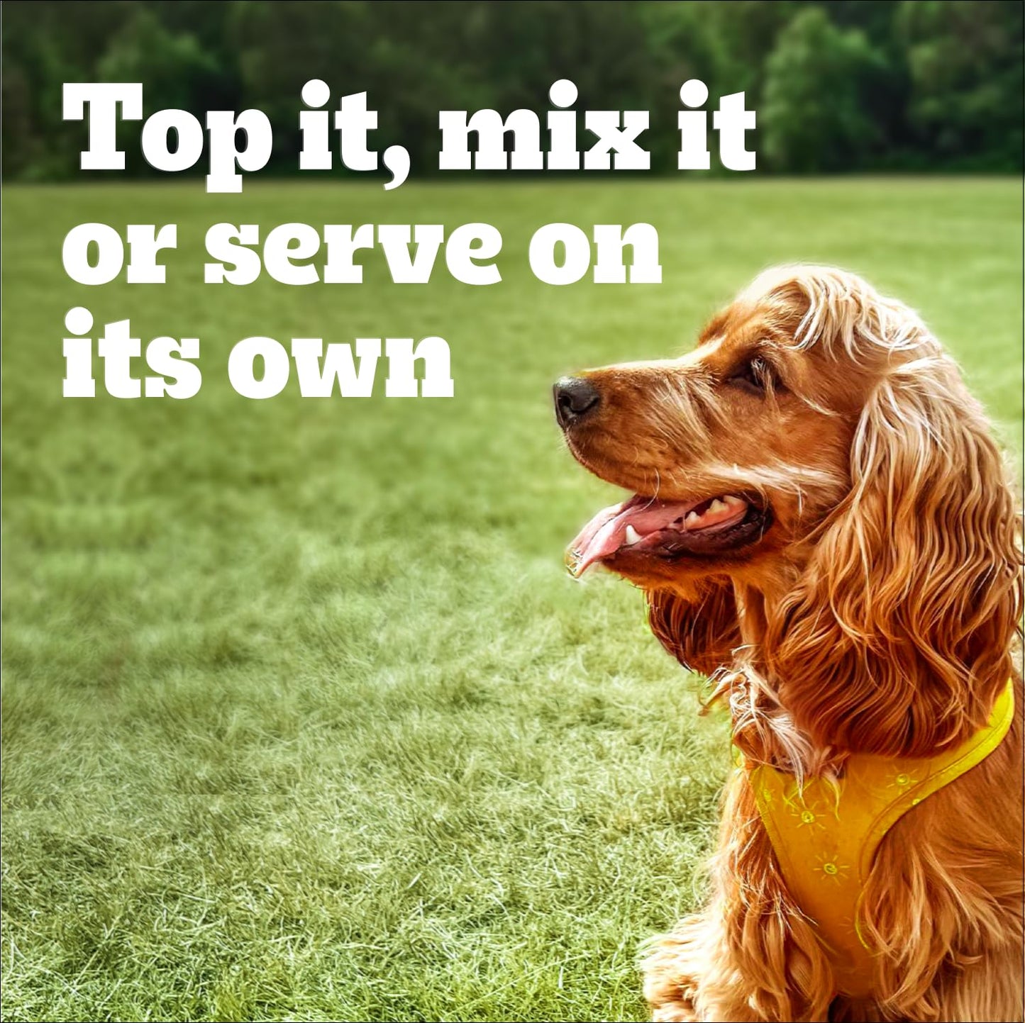 PEDIGREE Choice CUTS Adult Wet Dog Food, Real Beef Flavour, 630g (12 Pack) ๐ All In One Marketplace Canada