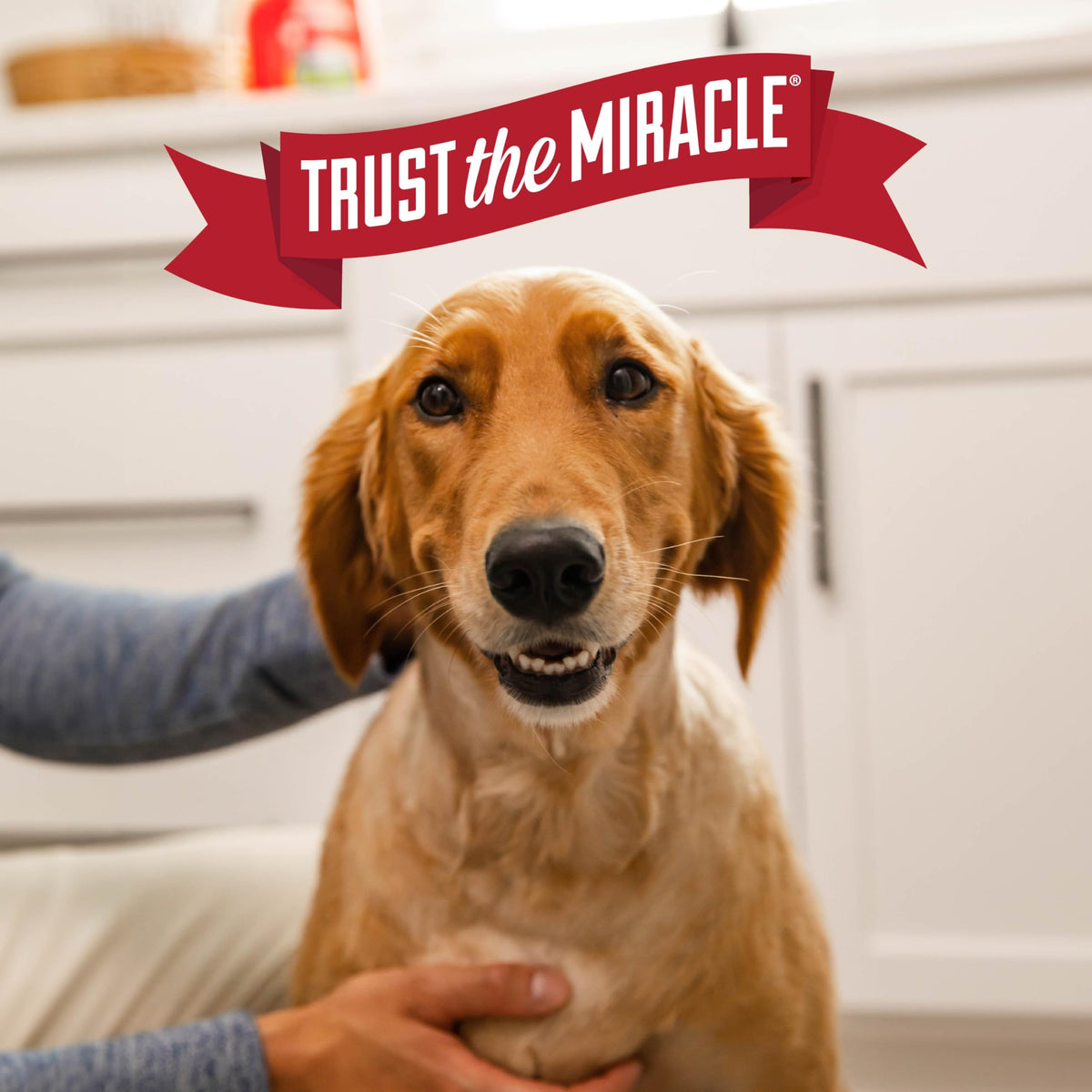 Nature's Miracle Urine Destroyer Plus For Dogs With Flip & Go Sprayer, 64 Ounces, Enzymatic Formula For Dogs Powers Out Tough Dog Urine Messes And Yellow, Sticky Residue š All In One Marketplace Canada