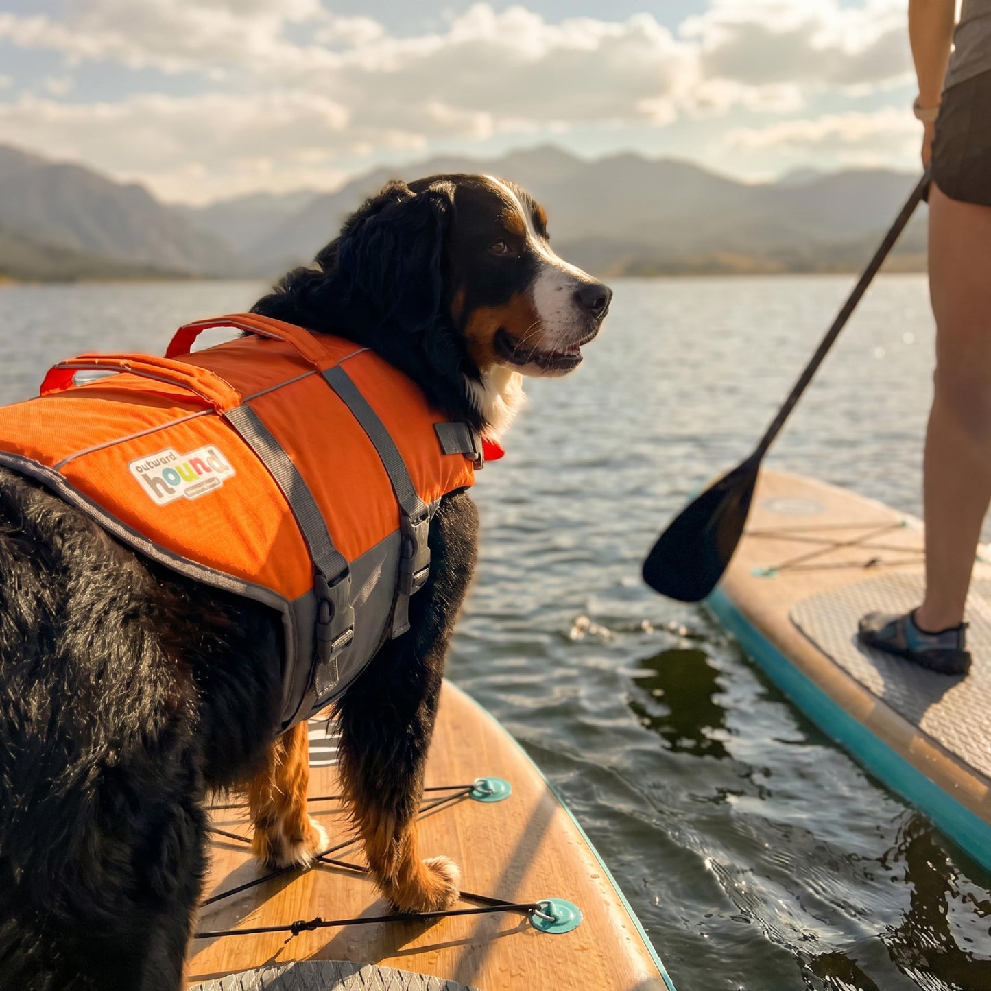 Outward Hound Granby Splash Dog Life Jacket with Handle, Reflective Floating Vest for Swimming & Boating, Maximum Buoyancy, All Skill Levels, Extra-Large Dogs (33โ44" Girth), Orange, X-Large ๐ All In One Marketplace Canada