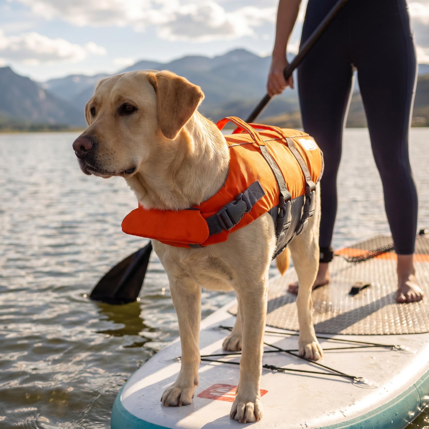 Outward Hound Granby Splash Orange Dog Life Jacket, Large ๐ All In One Marketplace Canada