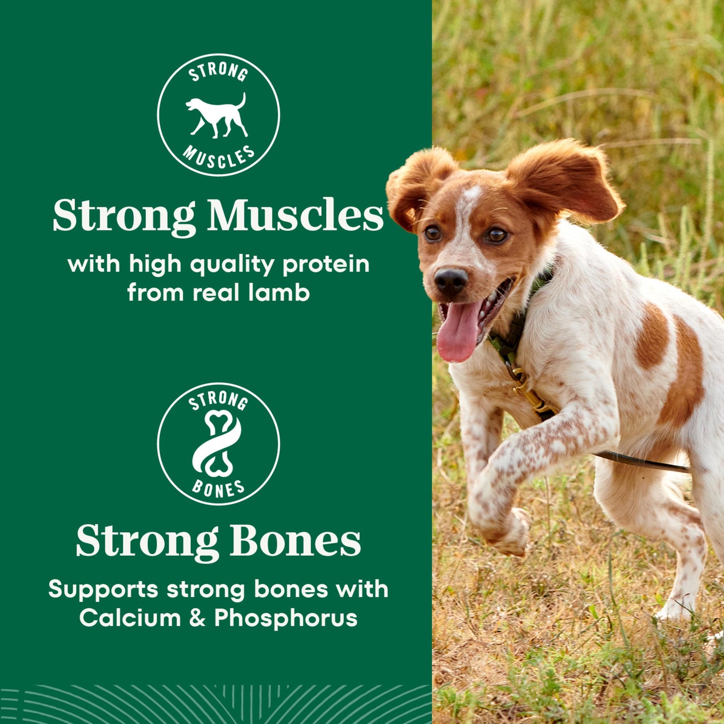 Nutro Natural Choice Adult Dry Dog Food, Lamb Flavour, 2.27kg ๐ All In One Marketplace Canada