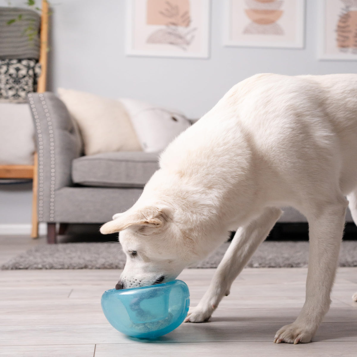 Planet Dog Orbee-Tuff Snoop Interactive Puzzle Dog Toy, Blue ๐ All In One Marketplace Canada