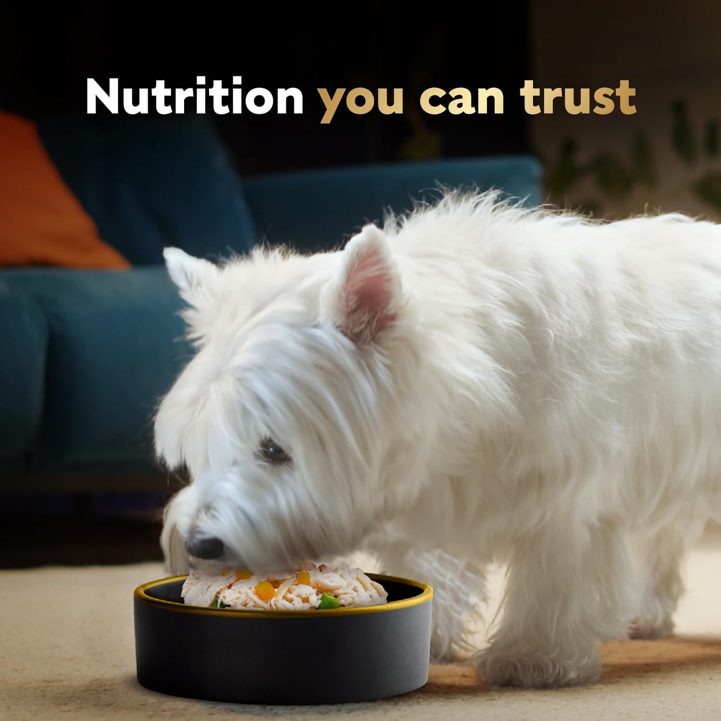CESAR Wholesome Bowls Adult Wet Dog Food, Chicken Flavour, 85g (6 Pack) 🍁 All In One Marketplace Canada