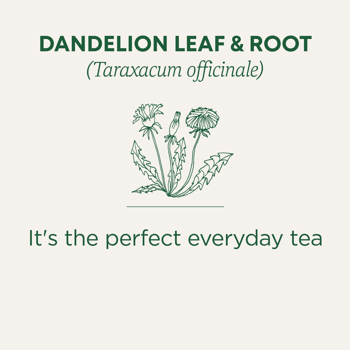 Traditional Medicinals - Organic Dandelion Leaf and Root Herbal Tea (Pack of 6) - 96 Tea Bags Total 🍁 All In One Marketplace Canada