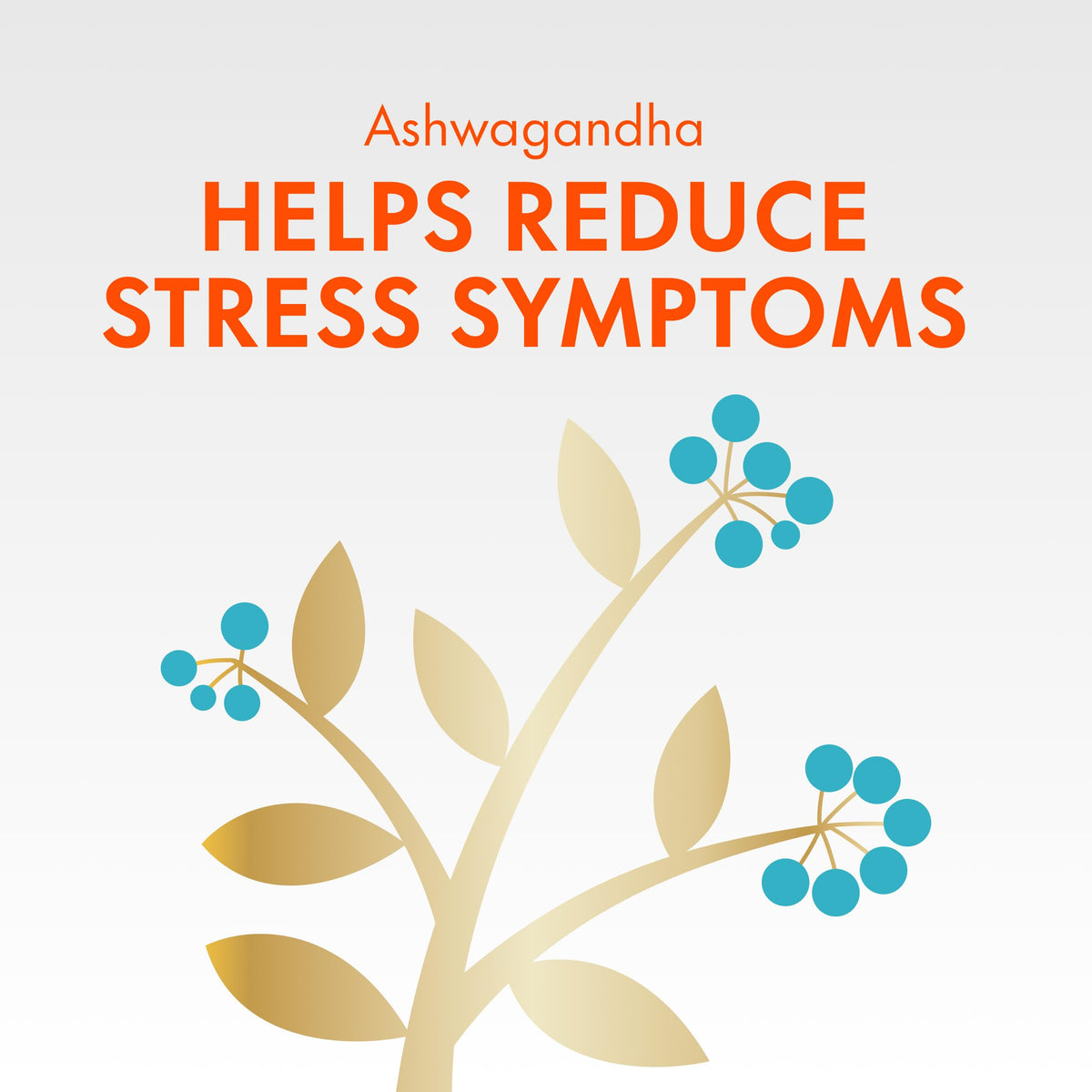 Align Probiotic, Bloating + Digestive Stress Relief, Probiotic for Women and Men with Ashwagandha, Helps Relieve Symptoms of IBS such as Bloating, Gas, and Abdominal Discomfort, 28 Capsules 🍁 All In One Marketplace Canada