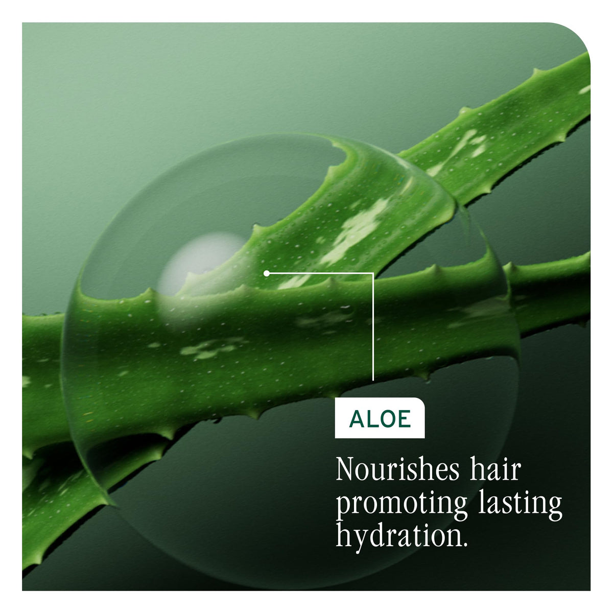 Biolage Detangling Solution for Smooth, Manageable Hair, 500 mL 🍁 All In One Marketplace Canada