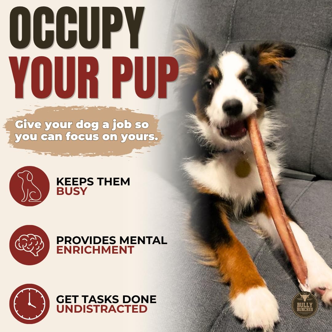 Bully Bunches Premium (12" Standard - 5 Pack) Odour-Free, Consistently Sized Bully Sticks for Medium Dogs - Long Lasting Oral Care Chews - All Natural Single Ingredient, Beef Dog Treat, No Rawhide 🍁 All In One Marketplace Canada