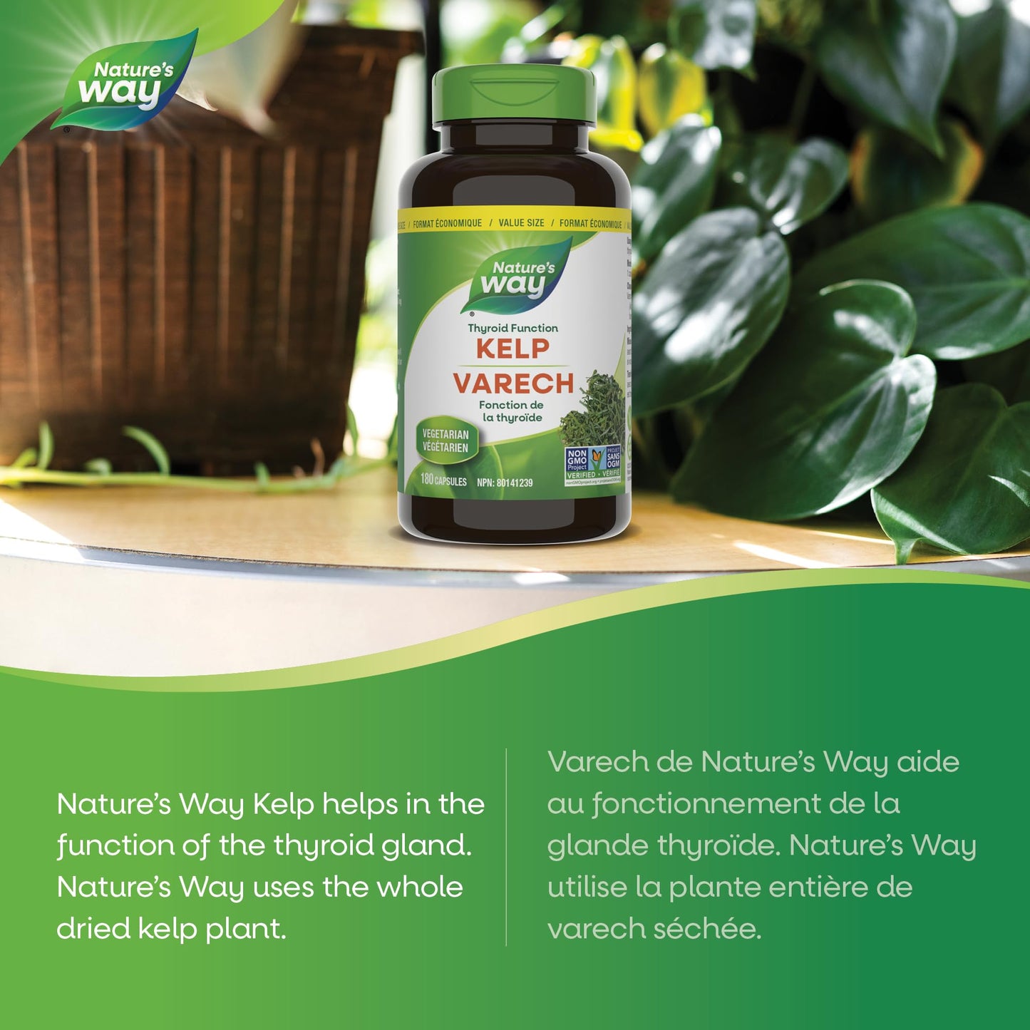 Nature’s Way Kelp - Iodine Supplement for Thyroid Support from Kelp - Non-GMO - 180 Vegetarian Capsules, Value Size 🍁 All In One Marketplace Canada