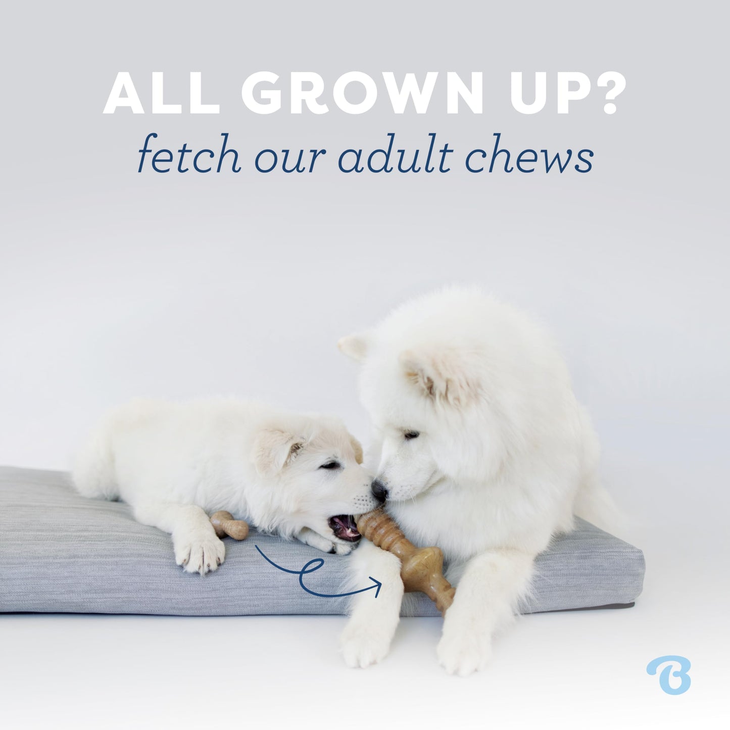 Benebone Puppy 4-Pack Dog Chew Toys for Gentle Chewers, Dog Bones, Small 🍁 All In One Marketplace Canada