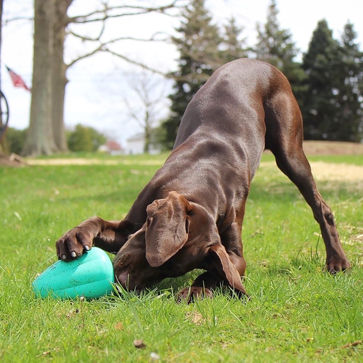 Chew King Premium Treat Dog Toy, XL, Extremely Durable Natural Rubber Toy, Pack of 2, All Breed Sizes 🍁 All In One Marketplace Canada