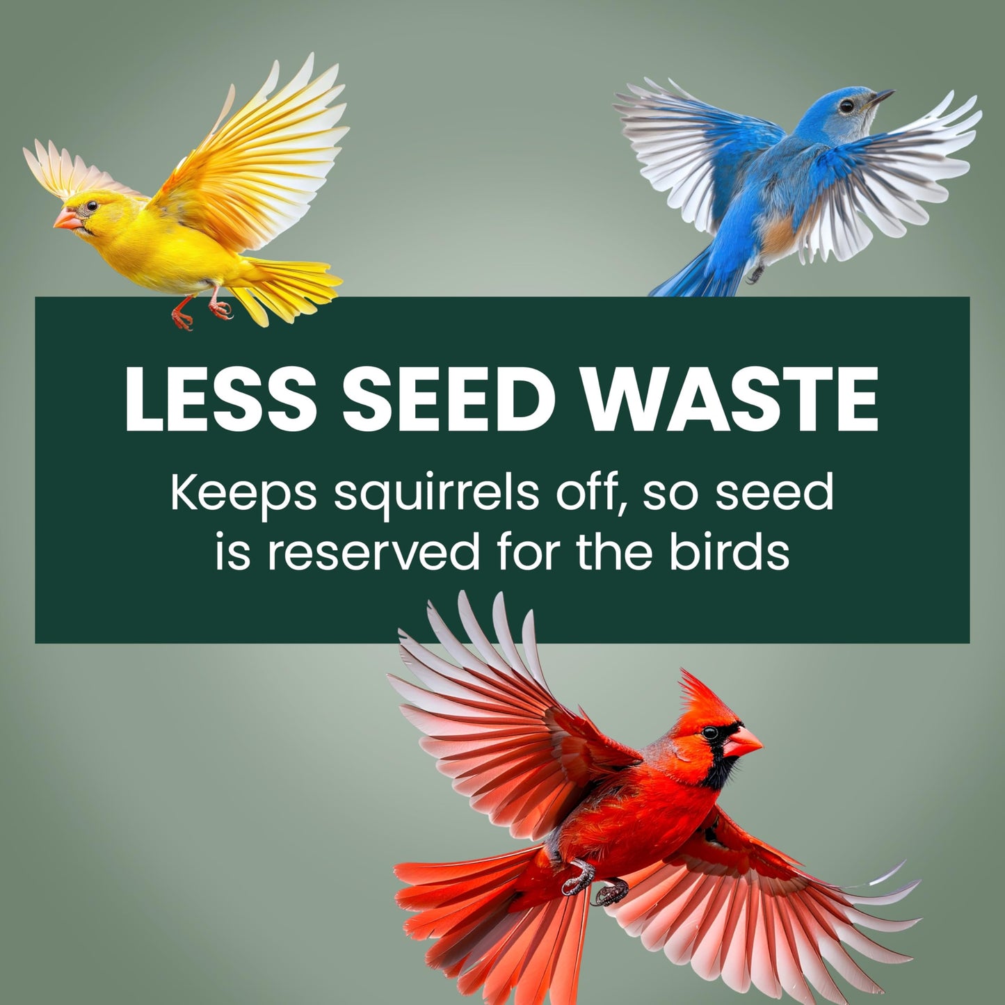 Perky-Pet 336-1SR Squirrel-Be-Gone Bird Feeder, 2LB Squirrel Proof Outdoor Wild Bird Feeder with Weight-Activated Perches 🍁 All In One Marketplace Canada