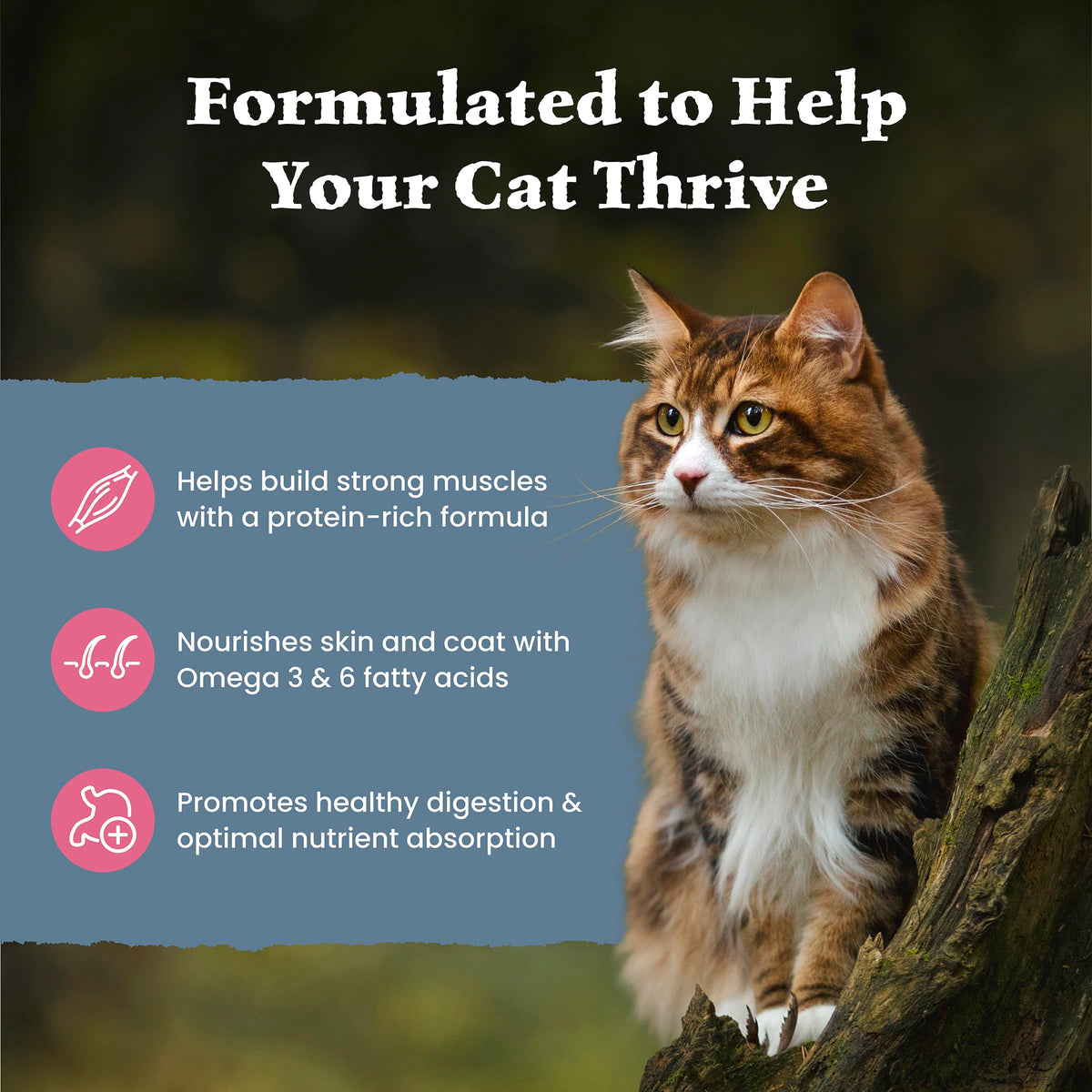 Blue Buffalo Wilderness with Salmon Natural High-Protein Grain-Free Dry Food for Adult Cats, Real Salmon First, Antioxidant-Rich LifeSource Bits Support Immunity, Promotes Strong Muscles, 2.2kg/5 lbs. 🍁 All In One Marketplace Canada