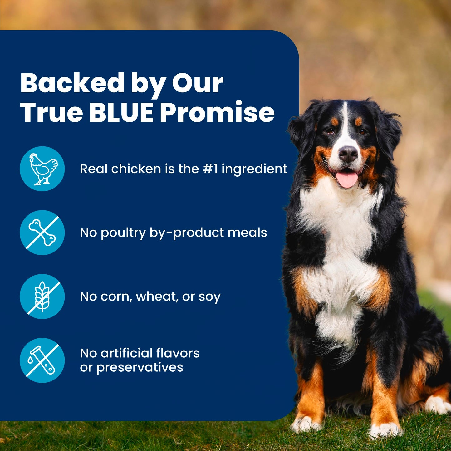 Blue Buffalo Life Protection Formula Chicken & Brown Rice Adult Dry Dog Food, Supports Immunity with Antioxidant-Rich LifeSource Bits, Promotes Healthy Muscle Development, 2.7kg/6lbs 🍁 All In One Marketplace Canada