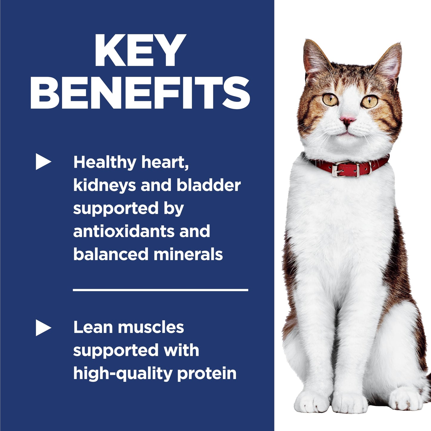 Hill's Science Diet Senior 7+ Chicken Recipe Dry Cat Food 7.25 kg Bag 🍁 All In One Marketplace Canada