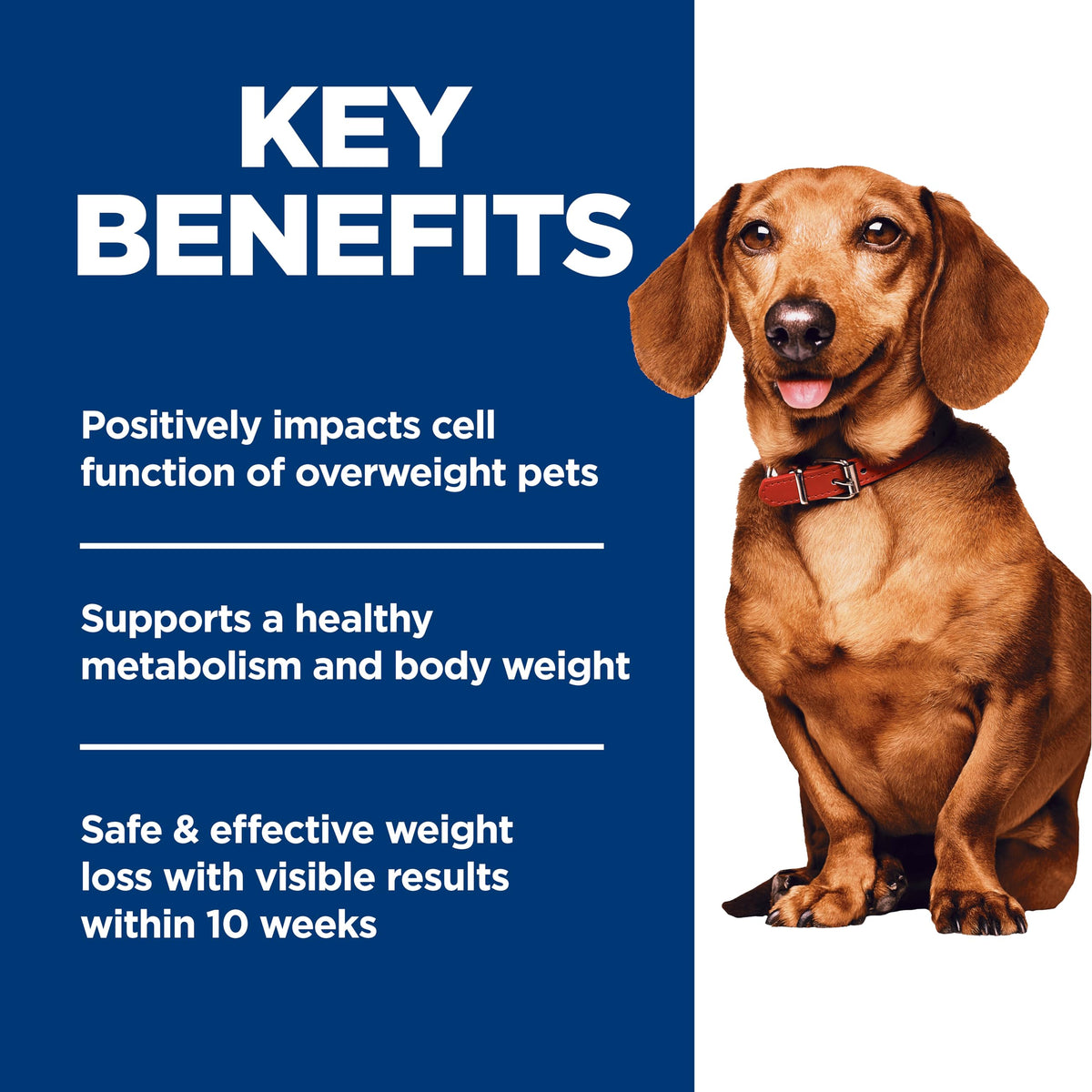 Hill's Science Diet Adult Perfect Weight Small & Mini Chicken Recipe Dry Dog Food 1.81 kg Bag 🍁 All In One Marketplace Canada