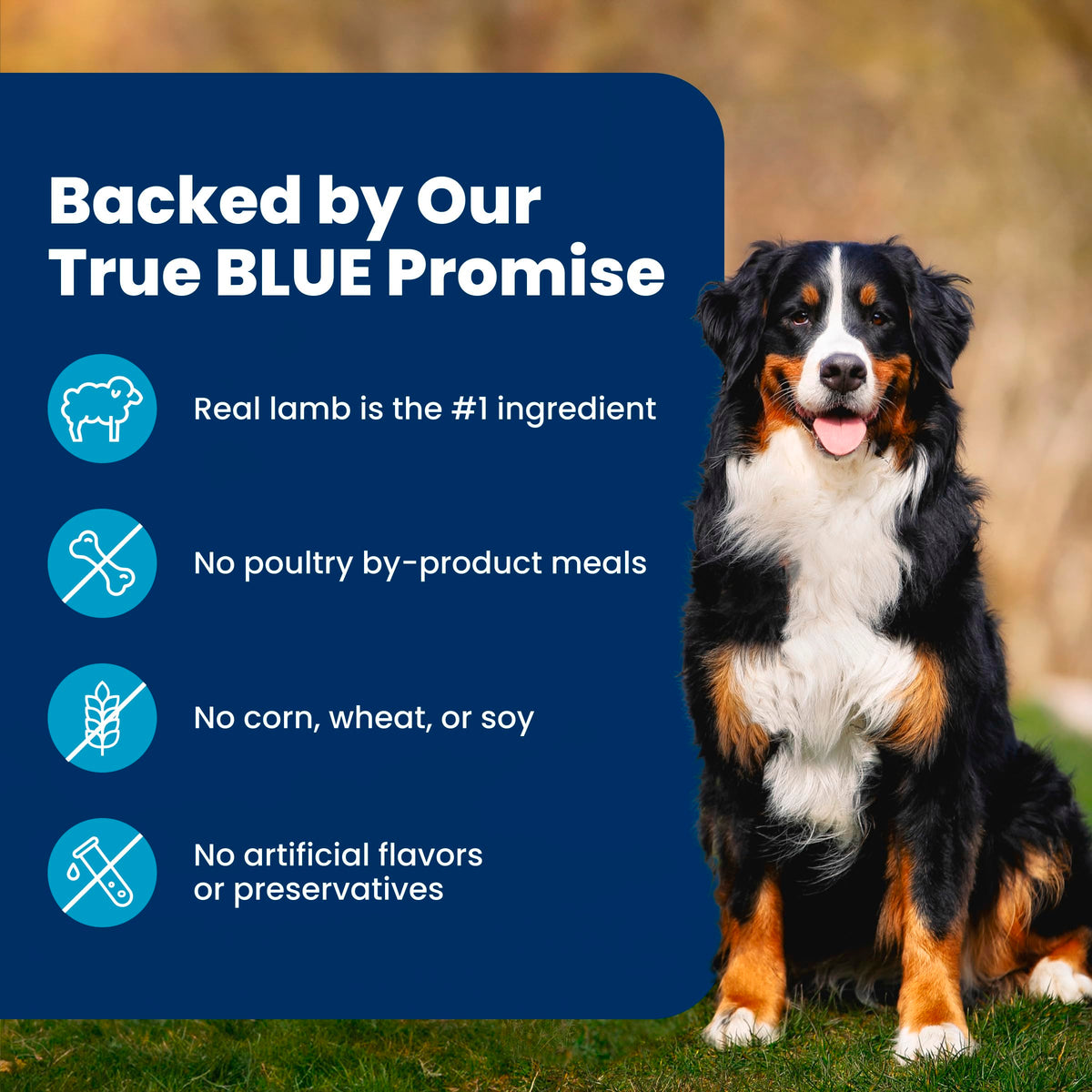 Blue Buffalo Life Protection Formula Lamb & Brown Rice Adult Dry Dog Food, Supports Immunity with Antioxidant-Rich LifeSource Bits, Promotes Healthy Muscle Development, 11.7kg/26 lbs 🍁 All In One Marketplace Canada