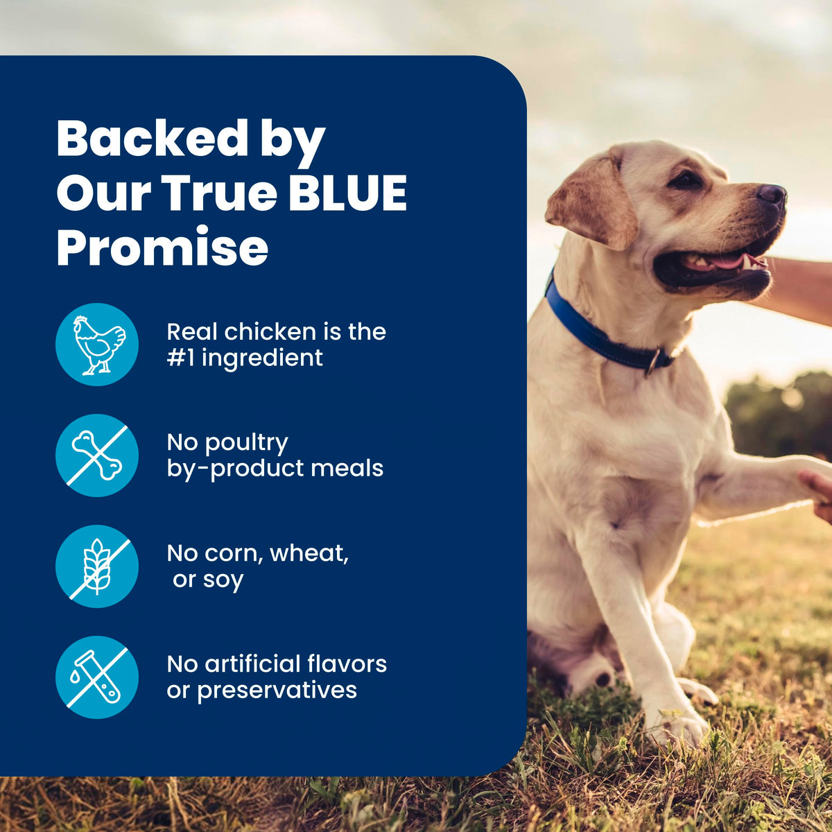 Blue Buffalo Life Protection Formula Chicken & Brown Rice Senior Dry Dog Food, Supports Immunity with Antioxidant-Rich LifeSource Bits, Promotes Healthy Muscle Development, Skin & Coat, 11.7kg/26lbs 🍁 All In One Marketplace Canada