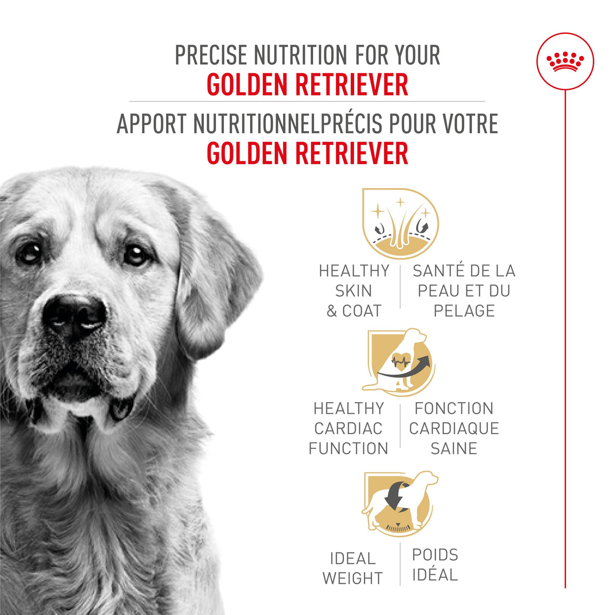 Royal Canin Golden Retriever Adult Dry Dog Food, 30 lb bag 🍁 All In One Marketplace Canada