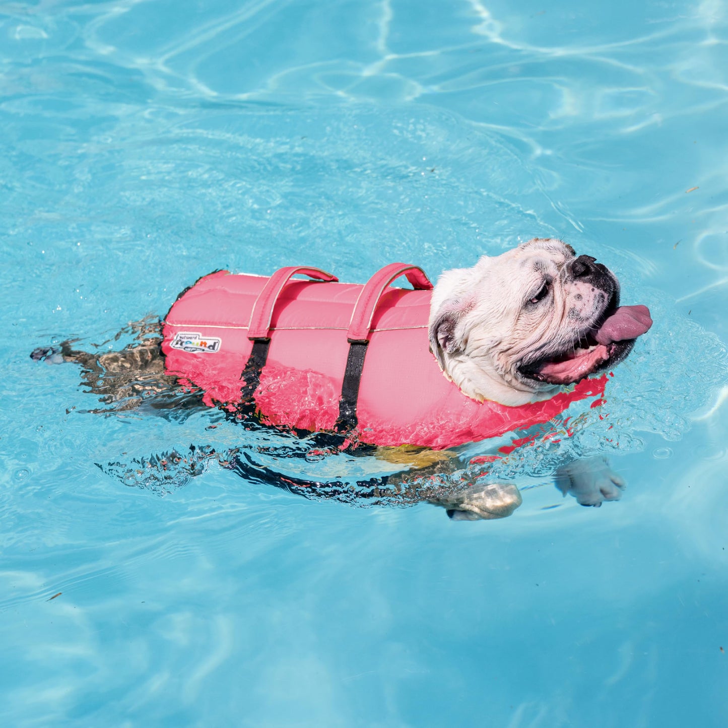 Outward Hound Granby Splash Dog Life Jacket with Handle, Reflective Floating Vest for Swimming & Boating, Maximum Buoyancy, All Skill Levels, Small Dogs & Puppies (16–20" Girth), Pink, Small 🍁 All In One Marketplace Canada