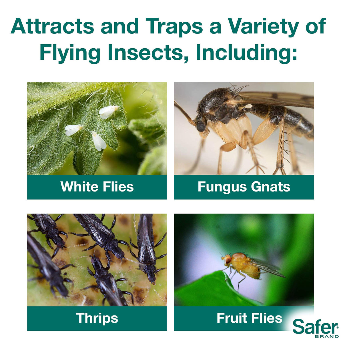 Safer's 07-2122CAN Houseplant Sticky Stake Insect Traps for Indoor Plants - Controls Fungus Gnats, Whiteflies, Midges, Thrips, Fruit Flies, and Black Flies - 12 Traps 🍁 All In One Marketplace Canada