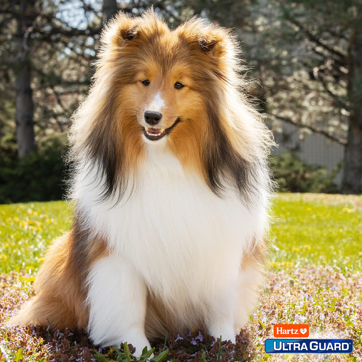 UltraGuard Pro Topical Flea & Tick Prevention for Dogs and Puppies - 14-28, 3 Monthly Treatments 🍁 All In One Marketplace Canada