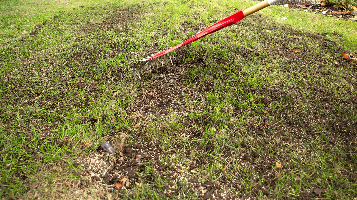 Scotts Turf Builder Quick & Thick Grass Seed, 1.2kg (173 sq Meters / 1,863 sq feet Coverage) | Grow a Thick, Green Lawn Fast. for Areas that Experience Sun & Shade 🍁 All In One Marketplace Canada