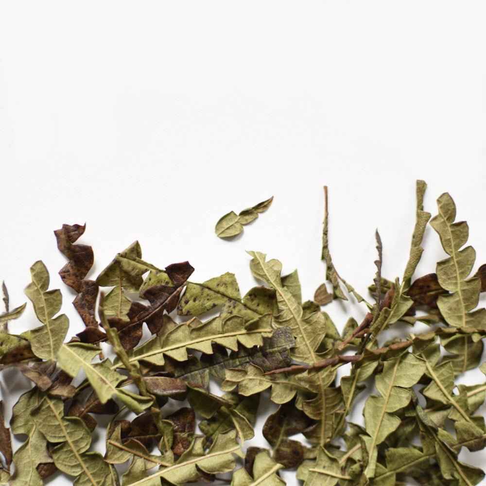 Comptonie Voyageuse, feuille