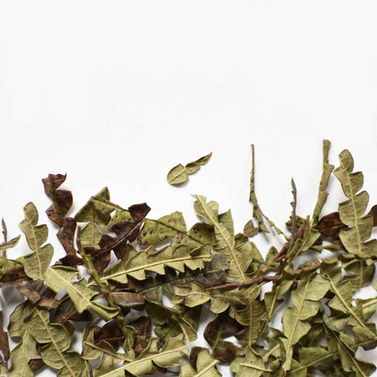 Comptonie Voyageuse, feuille