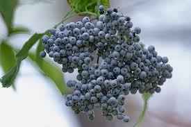 Dried Wild Elderberries