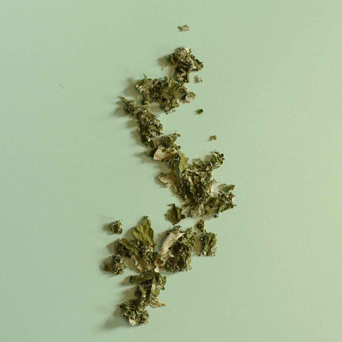 Framboisier, feuille - Rubus idaeus