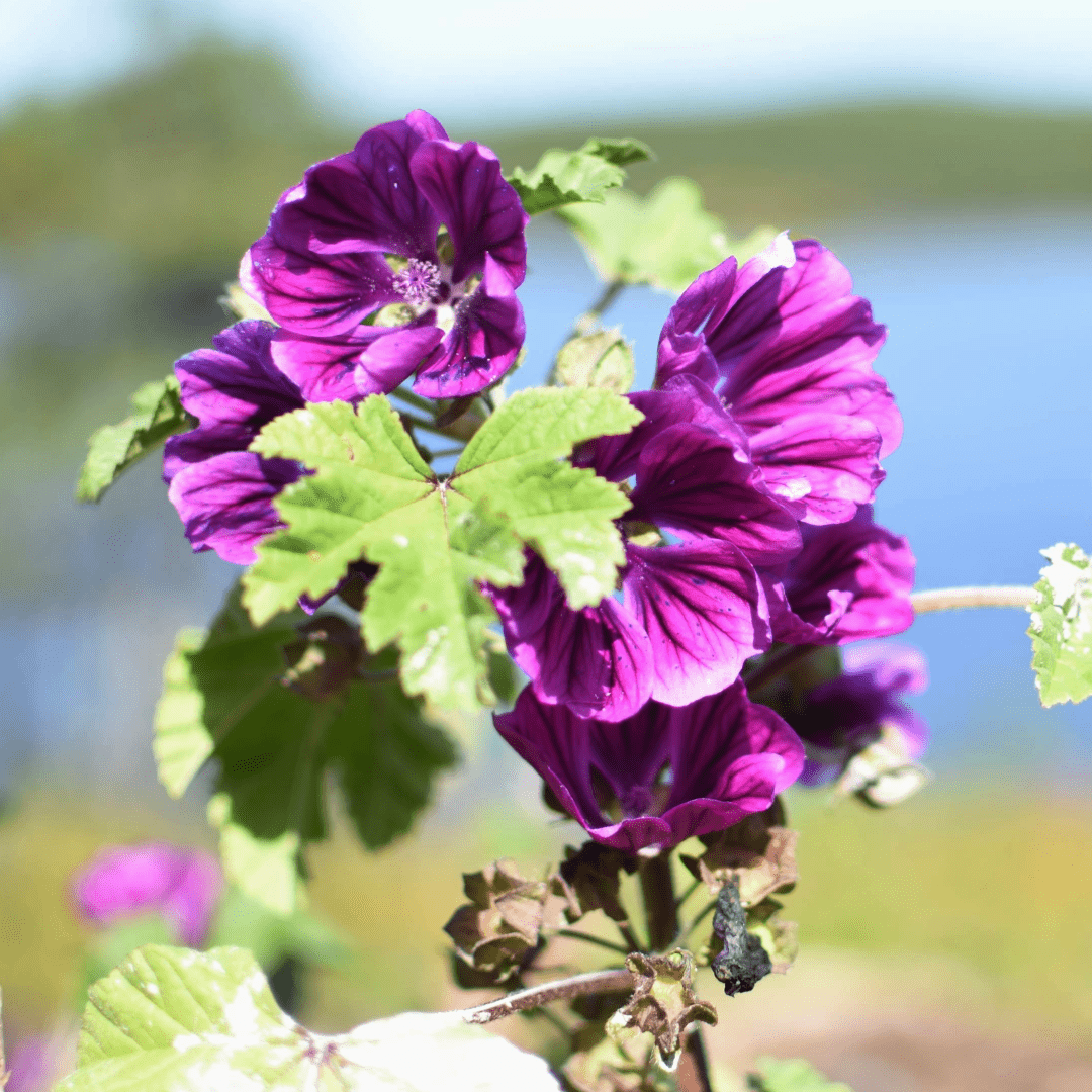 Mauve, fleur & feuille